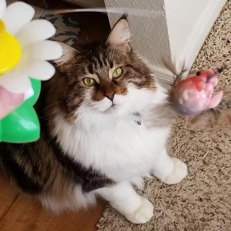 50% RABATT | HappyCats™ | Interaktives Vogelspielzeug für Katzen [Letzter Tag Rabatt]
