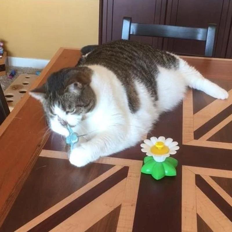 50% RABATT | HappyCats™ | Interaktives Vogelspielzeug für Katzen [Letzter Tag Rabatt]
