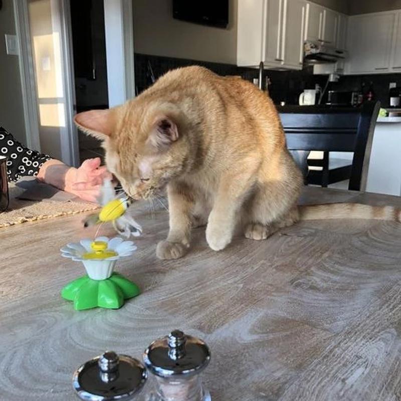 50% RABATT | HappyCats™ | Interaktives Vogelspielzeug für Katzen [Letzter Tag Rabatt]