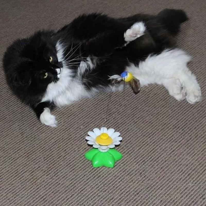 50% RABATT | HappyCats™ | Interaktives Vogelspielzeug für Katzen [Letzter Tag Rabatt]