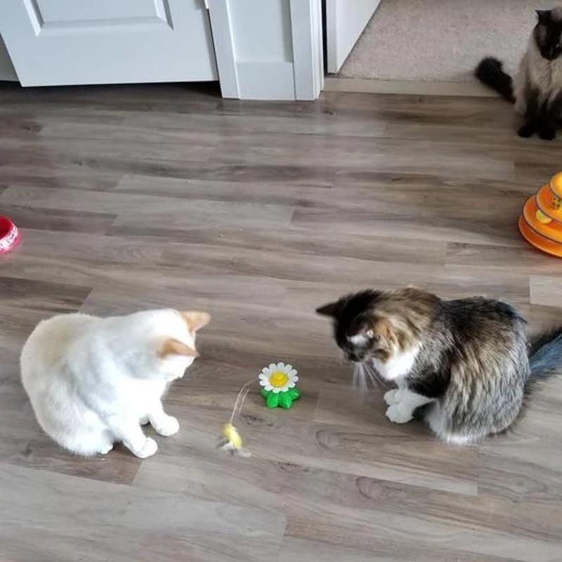 50% RABATT | HappyCats™ | Interaktives Vogelspielzeug für Katzen [Letzter Tag Rabatt]